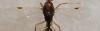Odontomachus sp.